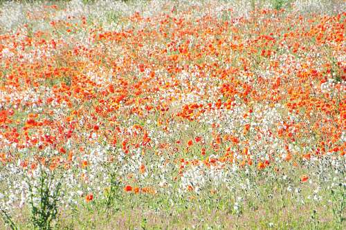 wild flower bed of flowers painting poppy